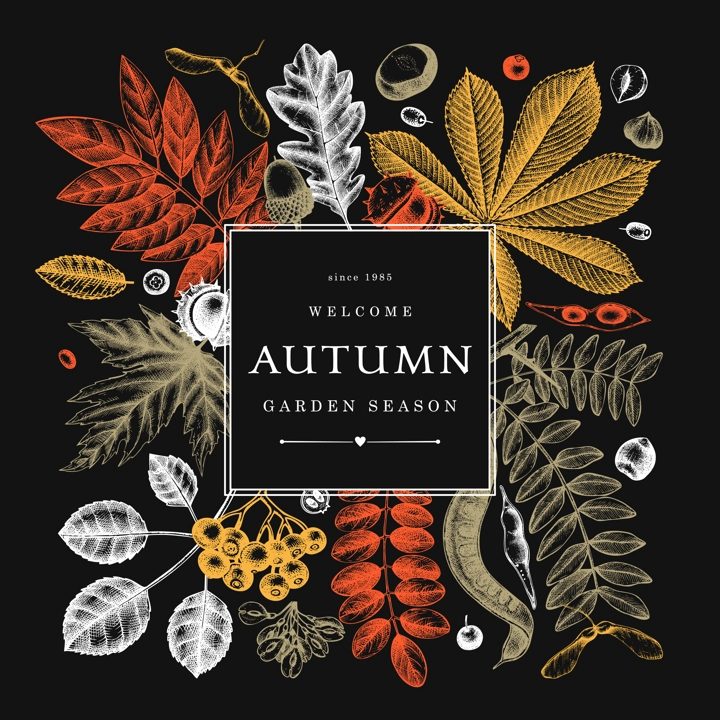 Hand sketched autumn leaves design in color on chalkboard. Elegant botanical template with autumn leaves, berries, seeds sketches. Perfect for invitation, cards, flyers, menu, label, packaging. 